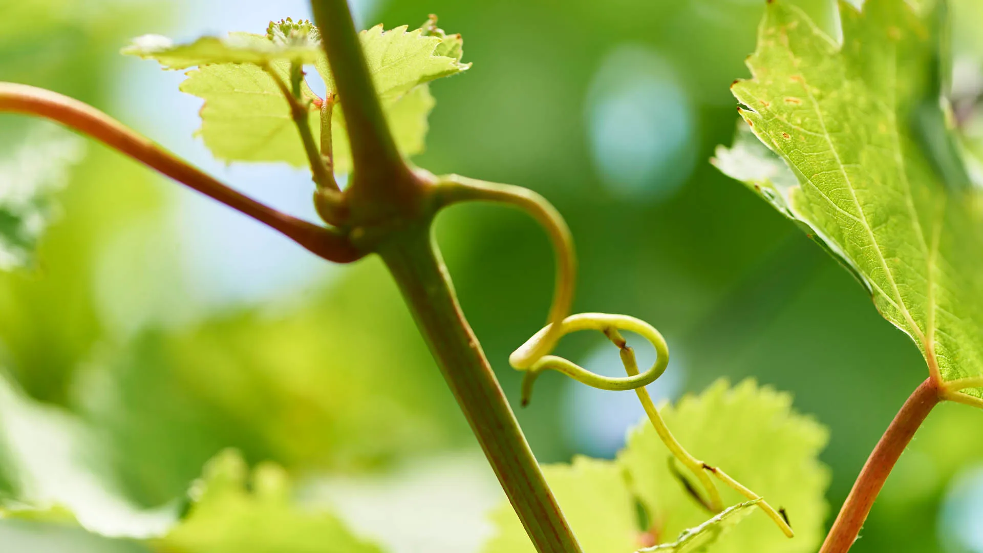 Rheingauer Weinberge — Panorama über Oestrich-Winkel